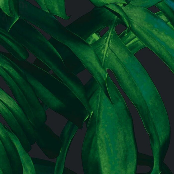 55780  Real  Philodendron