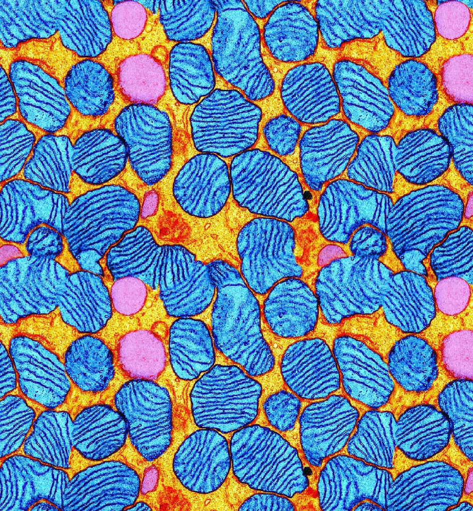 LSH171A Spandex, Wet Print- Spandexbyyard - fabrics, fabric for swimwear, fabric for yogawear, swimwear fabric, yogawear fabric, fabric sublimation, sublimation fabric, los angeles, california, usa, spandex, sale, swimwear, yoga wear, lycra, shiny, neon, printed, fabric by the yard, spandex lycra, nylon lycra, lycra fabric