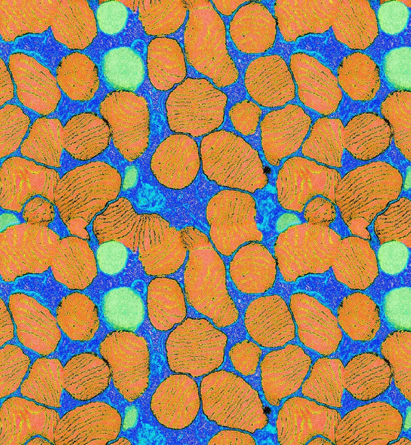 LSH171B Spandex, Wet Print- Spandexbyyard - fabrics, fabric for swimwear, fabric for yogawear, swimwear fabric, yogawear fabric, fabric sublimation, sublimation fabric, los angeles, california, usa, spandex, sale, swimwear, yoga wear, lycra, shiny, neon, printed, fabric by the yard, spandex lycra, nylon lycra, lycra fabric